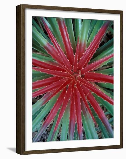 Cactus Detail, Chrstoffel National Park, Curacao, Caribbean-Robin Hill-Framed Premium Photographic Print