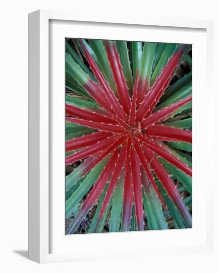 Cactus Detail, Chrstoffel National Park, Curacao, Caribbean-Robin Hill-Framed Photographic Print