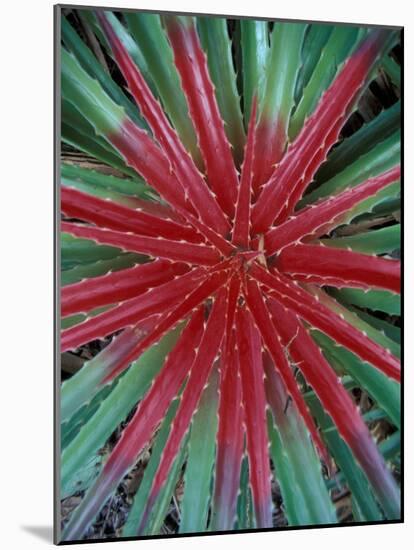 Cactus Detail, Chrstoffel National Park, Curacao, Caribbean-Robin Hill-Mounted Photographic Print