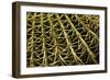 Cactus Detail II-Erin Berzel-Framed Photographic Print