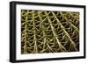 Cactus Detail II-Erin Berzel-Framed Photographic Print