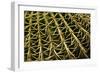 Cactus Detail II-Erin Berzel-Framed Photographic Print