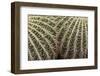 Cactus, Echinocactus Grusonii Hildmann, Jardin Botanico (Botanical Gardens)-Martin Child-Framed Photographic Print