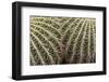 Cactus, Echinocactus Grusonii Hildmann, Jardin Botanico (Botanical Gardens)-Martin Child-Framed Photographic Print