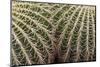 Cactus, Echinocactus Grusonii Hildmann, Jardin Botanico (Botanical Gardens)-Martin Child-Mounted Photographic Print
