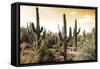 Cactus Field Under Golden Skies-Bill Carson Photography-Framed Stretched Canvas