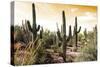 Cactus Field Under Golden Skies-Bill Carson Photography-Stretched Canvas