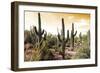 Cactus Field Under Golden Skies-Bill Carson Photography-Framed Art Print