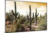 Cactus Field Under Golden Skies-Bill Carson Photography-Mounted Art Print