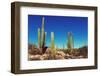 Cactus Fields in Mexico,Baja California-Galyna Andrushko-Framed Photographic Print