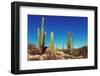 Cactus Fields in Mexico,Baja California-Galyna Andrushko-Framed Photographic Print