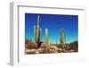 Cactus Fields in Mexico,Baja California-Galyna Andrushko-Framed Photographic Print
