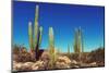 Cactus Fields in Mexico,Baja California-Galyna Andrushko-Mounted Photographic Print