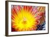 Cactus Flower I-Douglas Taylor-Framed Photographic Print