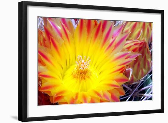 Cactus Flower I-Douglas Taylor-Framed Photographic Print