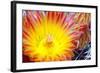 Cactus Flower I-Douglas Taylor-Framed Photographic Print