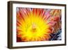 Cactus Flower I-Douglas Taylor-Framed Photographic Print