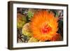 Cactus Flower II-Douglas Taylor-Framed Photographic Print