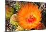 Cactus Flower II-Douglas Taylor-Mounted Photographic Print