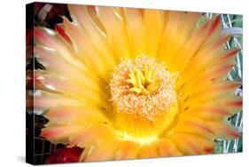 Cactus Flower III-Douglas Taylor-Stretched Canvas