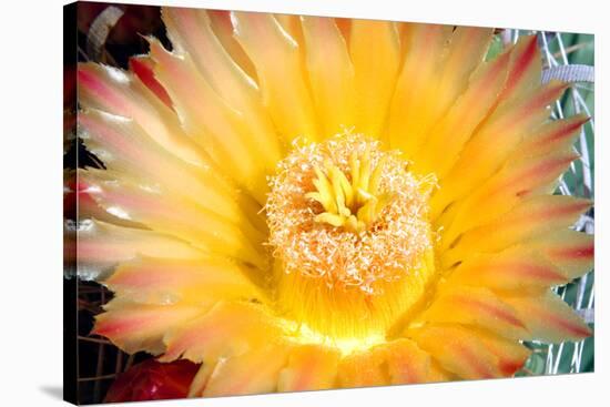 Cactus Flower III-Douglas Taylor-Stretched Canvas