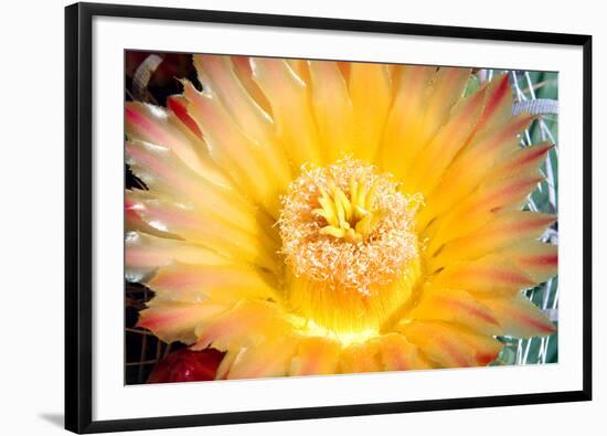 Cactus Flower III-Douglas Taylor-Framed Premium Photographic Print