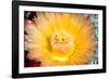 Cactus Flower III-Douglas Taylor-Framed Premium Photographic Print