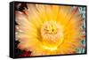 Cactus Flower III-Douglas Taylor-Framed Stretched Canvas