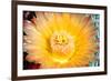 Cactus Flower III-Douglas Taylor-Framed Photographic Print