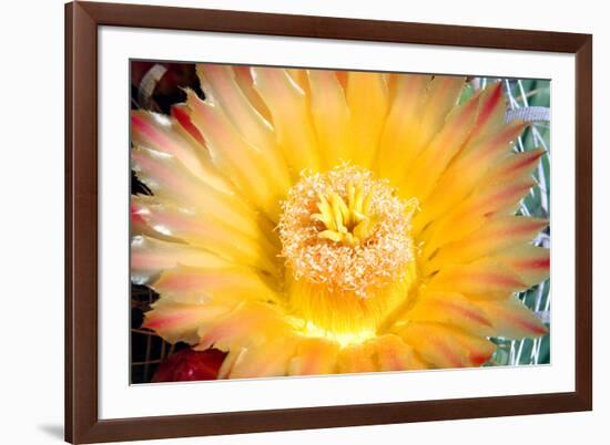 Cactus Flower III-Douglas Taylor-Framed Photographic Print