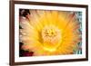 Cactus Flower III-Douglas Taylor-Framed Photographic Print