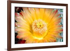 Cactus Flower III-Douglas Taylor-Framed Photographic Print