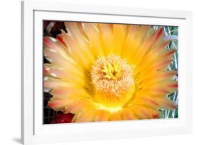 Cactus Flower III-Douglas Taylor-Framed Photographic Print