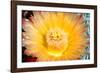 Cactus Flower III-Douglas Taylor-Framed Photographic Print