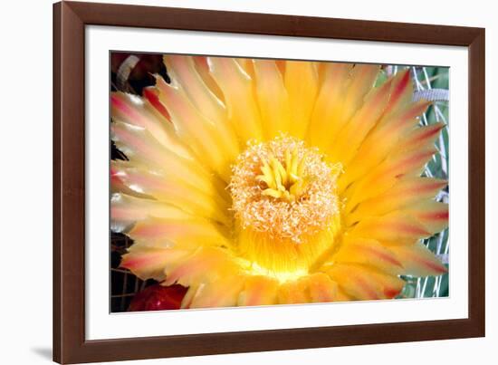 Cactus Flower III-Douglas Taylor-Framed Photographic Print