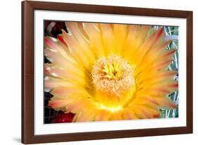 Cactus Flower III-Douglas Taylor-Framed Photographic Print