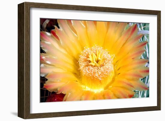 Cactus Flower III-Douglas Taylor-Framed Photographic Print