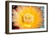 Cactus Flower III-Douglas Taylor-Framed Photographic Print