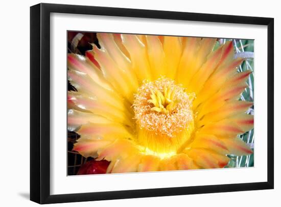 Cactus Flower III-Douglas Taylor-Framed Photographic Print