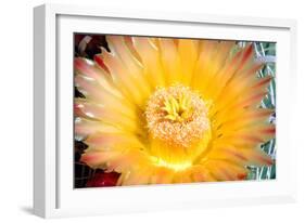 Cactus Flower III-Douglas Taylor-Framed Photographic Print