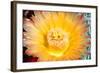 Cactus Flower III-Douglas Taylor-Framed Photographic Print