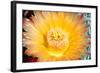 Cactus Flower III-Douglas Taylor-Framed Photographic Print