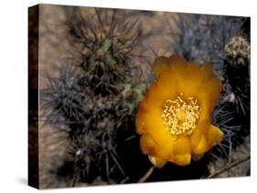 Cactus Flower in Atacama Desert, Chile-Andres Morya-Stretched Canvas