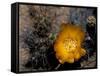 Cactus Flower in Atacama Desert, Chile-Andres Morya-Framed Stretched Canvas