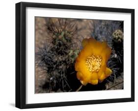 Cactus Flower in Atacama Desert, Chile-Andres Morya-Framed Premium Photographic Print