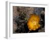 Cactus Flower in Atacama Desert, Chile-Andres Morya-Framed Premium Photographic Print