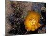 Cactus Flower in Atacama Desert, Chile-Andres Morya-Mounted Premium Photographic Print