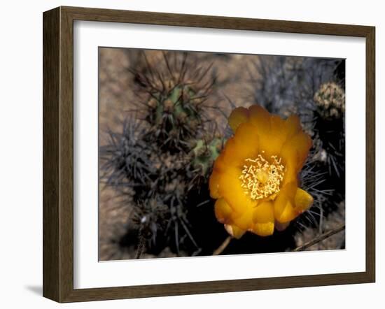 Cactus Flower in Atacama Desert, Chile-Andres Morya-Framed Photographic Print