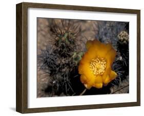 Cactus Flower in Atacama Desert, Chile-Andres Morya-Framed Photographic Print