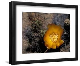 Cactus Flower in Atacama Desert, Chile-Andres Morya-Framed Photographic Print